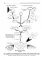 Immunology. Иммунология: textbook. 2-е изд., перераб.: на англ.яз