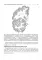 Private neurology: study guide. Частная неврология : учебное пособие